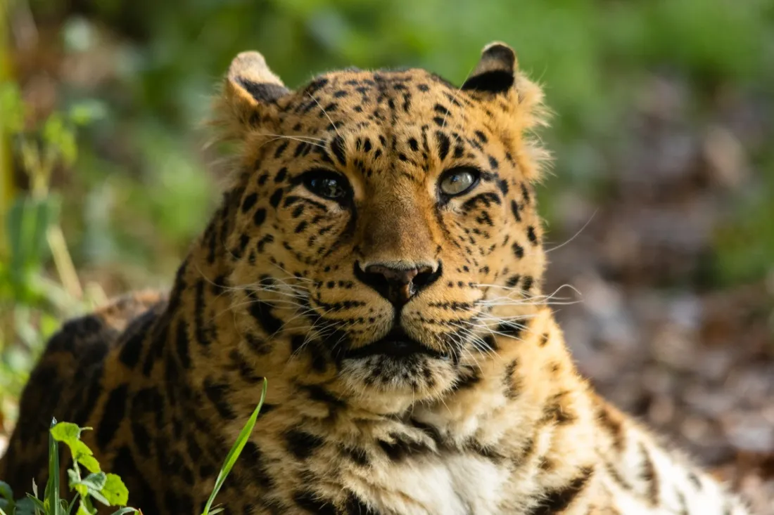 Inda, au Refuge de L'Arche à Saint-Fort